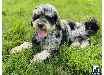 a poodle dog lying in the grass